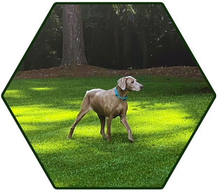 A dog standing in a grassy lawn to represent pet nutrition